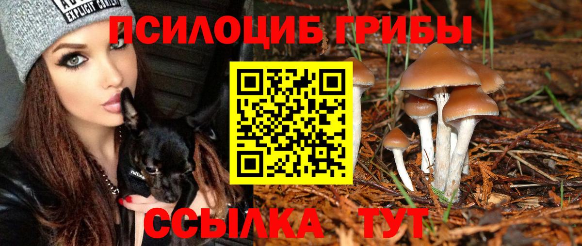 Псилоцибиновые грибы Psilocybine cubensis Вязники
