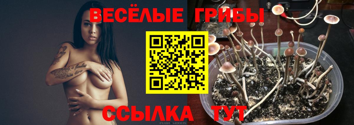 магазин продажи наркотиков  Вход с VPN  Вязники  Галлюциногенные грибы мицелий 